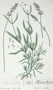 ラベンダースパイク、アーティストによる「Herbarium Blackwellianum」のプレート、1757年（ペンとインク、紙にトイレ） 作： Elizabeth Blackwell