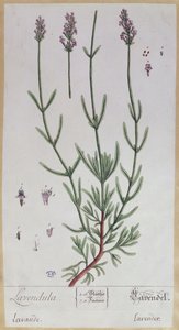 ラベンダー、アーティストによる &39;Herbarium Blackwellianum&39;のプレート、1757年（ペンとインク、紙のトイレ） 作： Elizabeth Blackwell