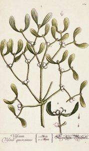 「好奇心の強いハーブ」からのヤドリギ、1782