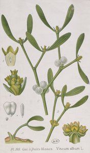 1757年にニュルンブルクで公開された「好奇心の強い薬草」からのヤドリギ 作： Elizabeth Blackwell