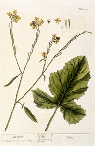 マスタード、 &39;A Curious Herbal&39;のプレート446、1782年発行（カラー彫刻） 作： Elizabeth Blackwell