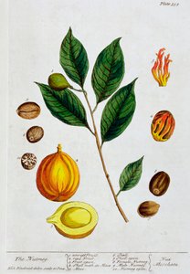 ナツメグ、1782年 作： Elizabeth Blackwell