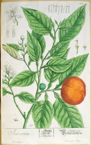 1757年にニュルンベルクで出版された「A Curious Herbal」から、実をつけたオレンジの枝（彩色された彫刻）。 作： Elizabeth Blackwell