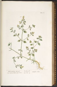 プレート 100、「A Curious Herbal」より 作： Elizabeth Blackwell
