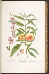 プレート 101、「A Curious Herbal」より 作： Elizabeth Blackwell