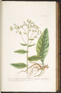 プレート 102、「A Curious Herbal」より 作： Elizabeth Blackwell