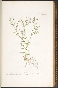 プレート 103、「A Curious Herbal」より 作： Elizabeth Blackwell