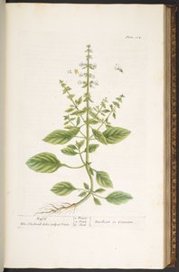 プレート 104、「A Curious Herbal」より 作： Elizabeth Blackwell