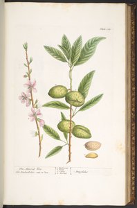 プレート 105、「A Curious Herbal」より 作： Elizabeth Blackwell