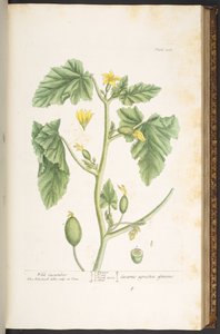 プレート 108、「A Curious Herbal」より 作： Elizabeth Blackwell