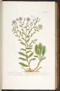 プレート 109、「A Curious Herbal」より 作： Elizabeth Blackwell