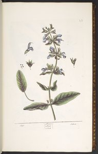 プレート 10、セージ、「A Curious Herbal」より 作： Elizabeth Blackwell