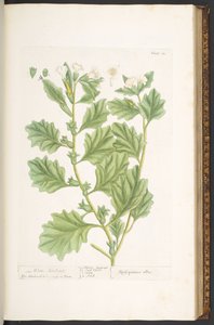 プレート 111、「A Curious Herbal」より 作： Elizabeth Blackwell