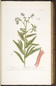 プレート 112、「A Curious Herbal」より 作： Elizabeth Blackwell