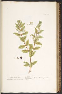 プレート 114、「A Curious Herbal」より 作： Elizabeth Blackwell