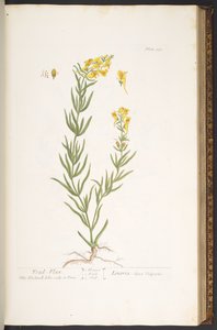 プレート 115、「A Curious Herbal」より 作： Elizabeth Blackwell