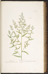 プレート 116、「A Curious Herbal」より 作： Elizabeth Blackwell