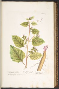 プレート 117、「A Curious Herbal」より 作： Elizabeth Blackwell