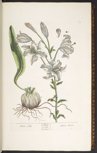 プレート 11、白いユリ、「A Curious Herbal」より 作： Elizabeth Blackwell