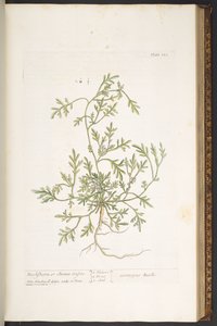 プレート 120、「A Curious Herbal」より 作： Elizabeth Blackwell