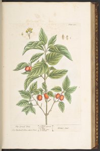 プレート 121、「A Curious Herbal」より 作： Elizabeth Blackwell