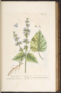 プレート 122、「A Curious Herbal」より 作： Elizabeth Blackwell