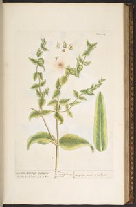プレート 123、「A Curious Herbal」より 作： Elizabeth Blackwell