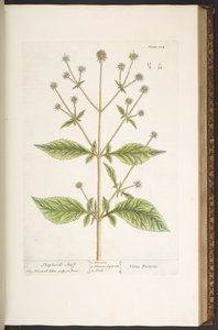 プレート 124、「A Curious Herbal」より 作： Elizabeth Blackwell