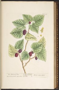 プレート 126、「A Curious Herbal」より 作： Elizabeth Blackwell