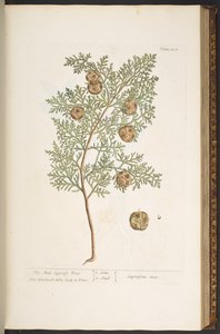 プレート 127、「A Curious Herbal」より 作： Elizabeth Blackwell