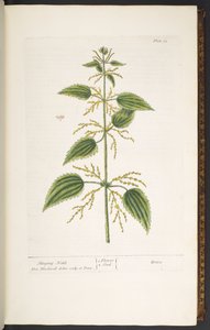 プレート 12、イラクサ、「A Curious Herbal」より 作： Elizabeth Blackwell