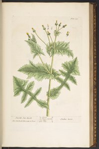 プレート 130、スムース ソン アザミ、「A Curious Herbal」より 作： Elizabeth Blackwell