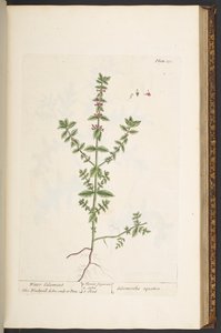 プレート 131、「A Curious Herbal」より 作： Elizabeth Blackwell