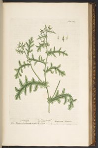 プレート 132、「A Curious Herbal」より 作： Elizabeth Blackwell
