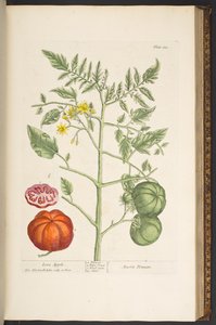プレート 133、「A Curious Herbal」より 作： Elizabeth Blackwell