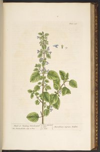 プレート 136、「A Curious Herbal」より 作： Elizabeth Blackwell