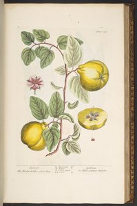 プレート 137、「A Curious Herbal」より 作： Elizabeth Blackwell