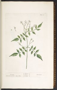 プレート 13、「A Curious Herbal」のジャスミン 作： Elizabeth Blackwell