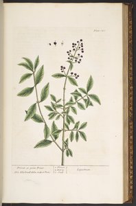 プレート 140、「A Curious Herbal」より 作： Elizabeth Blackwell