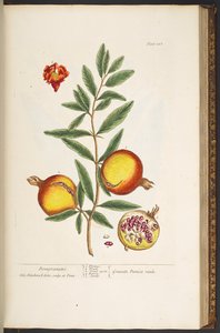 プレート 145、「A Curious Herbal」より 作： Elizabeth Blackwell