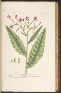 プレート 146、タバコ、「A Curious Herbal」より 作： Elizabeth Blackwell