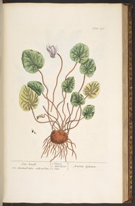 プレート 147、「A Curious Herbal」より 作： Elizabeth Blackwell