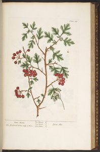 プレート 149、「A Curious Herbal」より 作： Elizabeth Blackwell