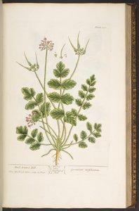プレート 150、「A Curious Herbal」より 作： Elizabeth Blackwell