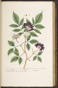 プレート 151、「A Curious Herbal」より 作： Elizabeth Blackwell