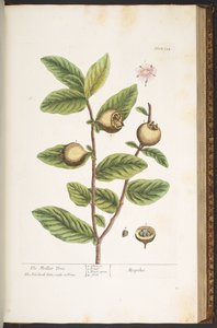 プレート 154、「A Curious Herbal」より 作： Elizabeth Blackwell