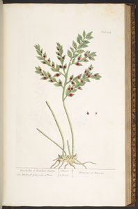 プレート 155、「A Curious Herbal」より 作： Elizabeth Blackwell