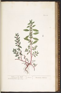プレート 156、「A Curious Herbal」より 作： Elizabeth Blackwell