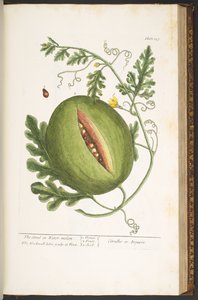 プレート 157、「A Curious Herbal」より 作： Elizabeth Blackwell
