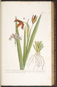 プレート 158、「A Curious Herbal」より 作： Elizabeth Blackwell